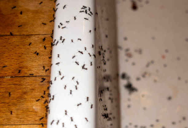 Best Local Pest Control Services  in Blackwells Mills, NJ