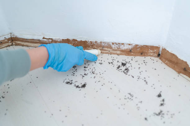 Best Termite Control Services  in Blackwells Mills, NJ